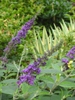 Buddleja 'Blue Chip Jr' flowers