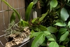 Leaves are on the left side of photo