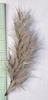 Erianthus ravennae