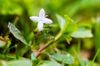leaves and flowers