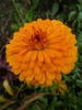 Calendula officinalis