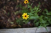 Calendula officinalis