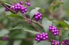 callicarpa japonica