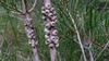 Callistemon rigidus