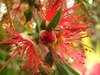 Callistemon rigidus