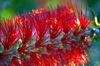 Callistemon rigidus