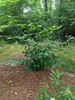 Shrub with coarse foliage & large red flowers.