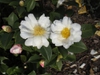 Camellia 'Polar Ice'