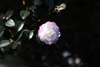 A double flower, light pink with white center.