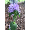Campanula glomerata