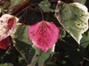 Carolina Sweetheart™ Redbud