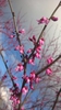 Carolina Sweetheart™ Redbud