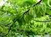 Immature fruits