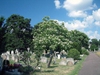 Catalpa bignonioides