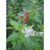 Fruit and flowers