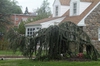 Cedrus atlantica 'Glauca Pendula'
