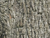 Cedrus atlantica bark