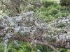 Cedrus atlantica branches