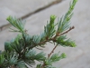 Cedrus atlantica needles
