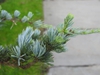 Cedrus atlantica needles 2