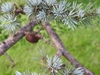 Cedrus atlantica stem