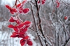 Fruits are very showy in the winter.