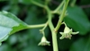 Small, dangling green flowers with 5 petals.