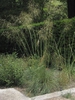 Celtica gigantea