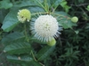 Spherical cluster of white flowers with exserted stamens