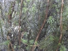 'Fastigiata'