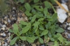 Form growing in a mt of green leves