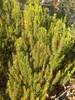 ceratiola ericoides