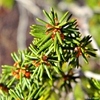 ceratiola ericoides