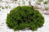 ceratiola ericoides