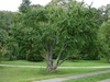 Cercidiphyllum japonicium whole tree