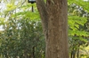 Cercidiphyllum japonicium bark