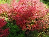 Cercidiphyllum japonicium fall color