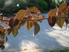 Cercidiphyllum japonicium leaves