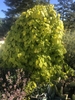 golden yellow foliage