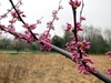 Cercis canadensis 'Whitewater'