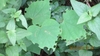 leaves with semi-circular notches cut into the leaf margins.