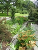'Tokyo Tower' Form - Upright element in a perennial bed