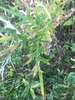 Lobed leaves