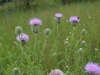 Multiple flower heads and a pollinator