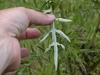 Underside of leaf