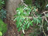 Cissus antarctica