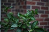 Citrus x latifolia