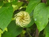 Clematis 'Moniuszko' early large flowered fruit