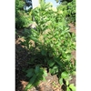 Shrub with alternate, green leaves.