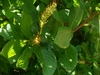Pinnately veined, serrate leaves & spikes of green fruits